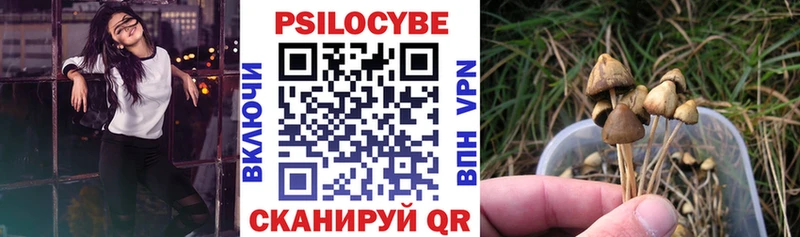 Псилоцибиновые грибы Psilocybe  купить  цена  Белореченск 